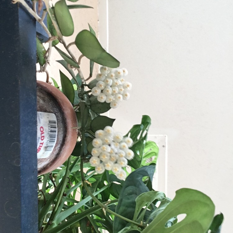 plant image 1667815