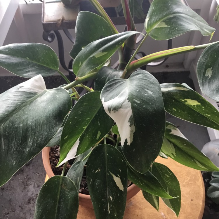 plant image 1669249 plant image 1669249