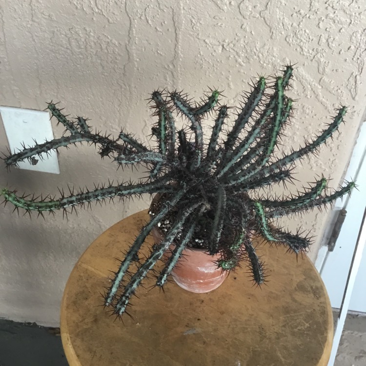 plant image 1669258 plant image 1669258