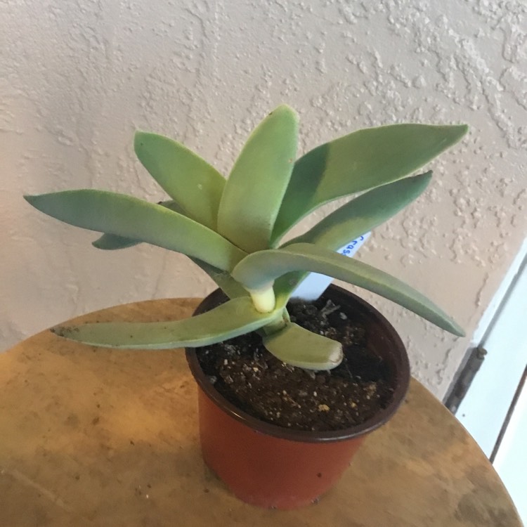 plant image 1669272 plant image 1669272