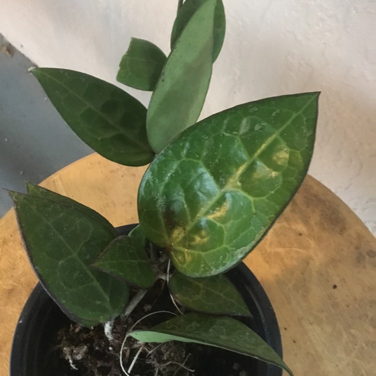 Plant image Hoya Parasitical ‘Black Margin'