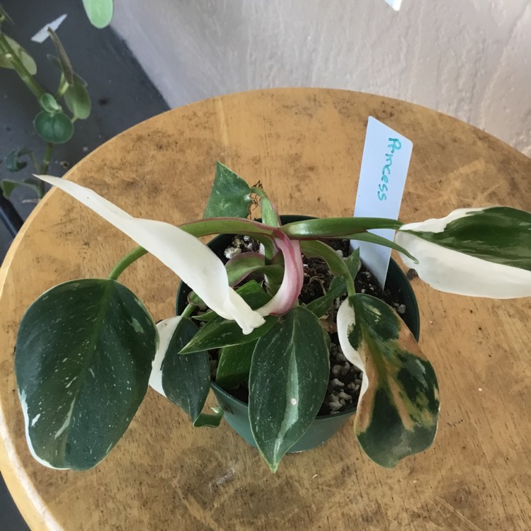 plant image 1669775 plant image 1669775