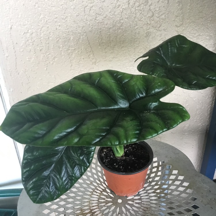plant image 1674198