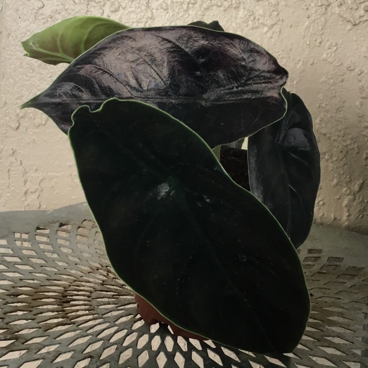 Plant image Alocasia Azlanii