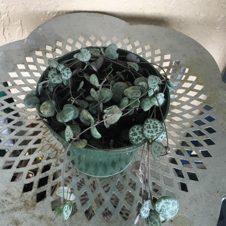 plant image 1674624 plant image 1674624