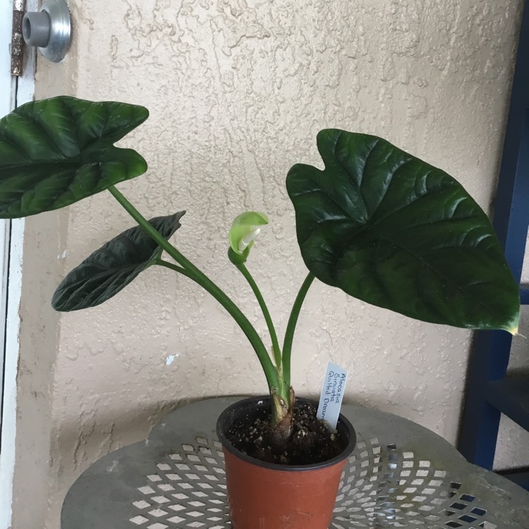 plant image 1676010