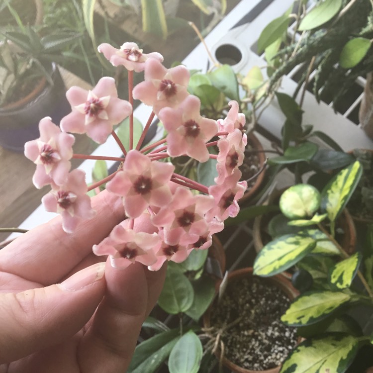 plant image 1677056 plant image 1677056