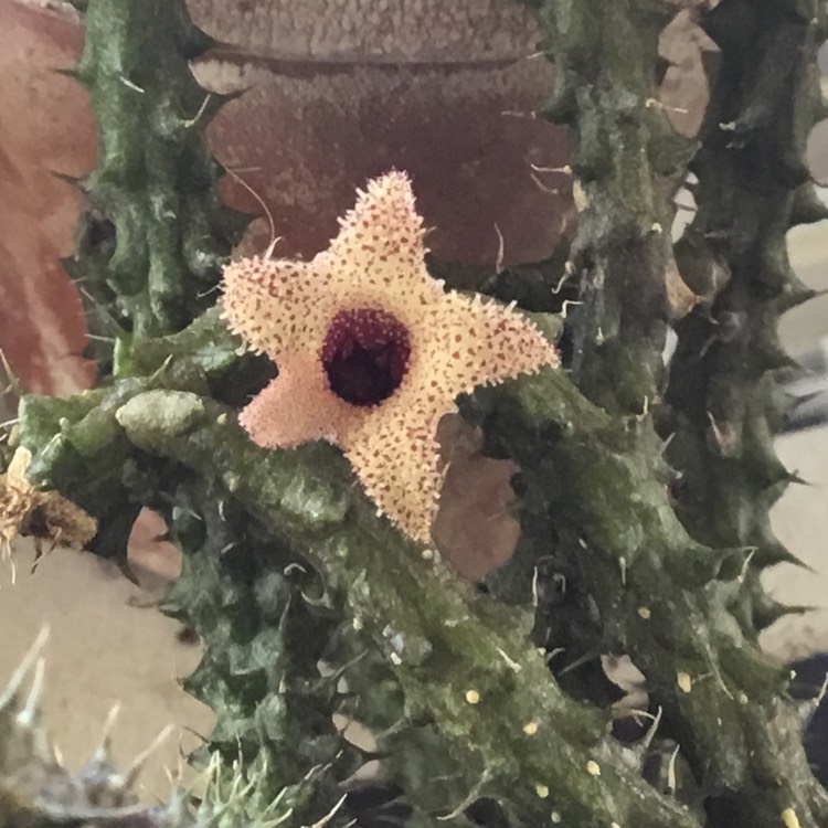 plant image 1677584 plant image 1677584