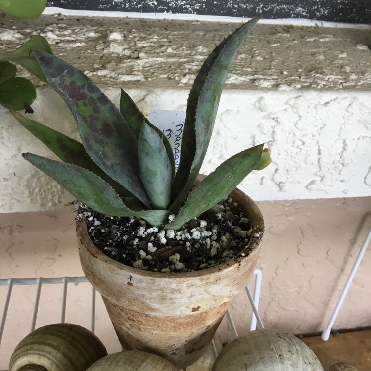 plant image 1678049 plant image 1678049