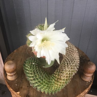 Mammillaria spinosissima subsp. pilcayensis
