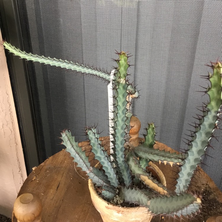 plant image 1678492 plant image 1678492