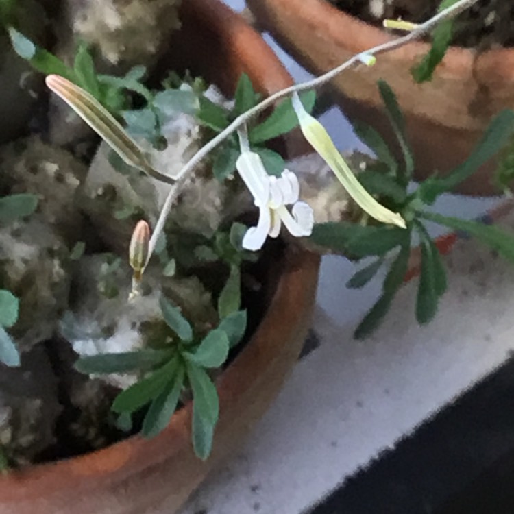 plant image 1679575