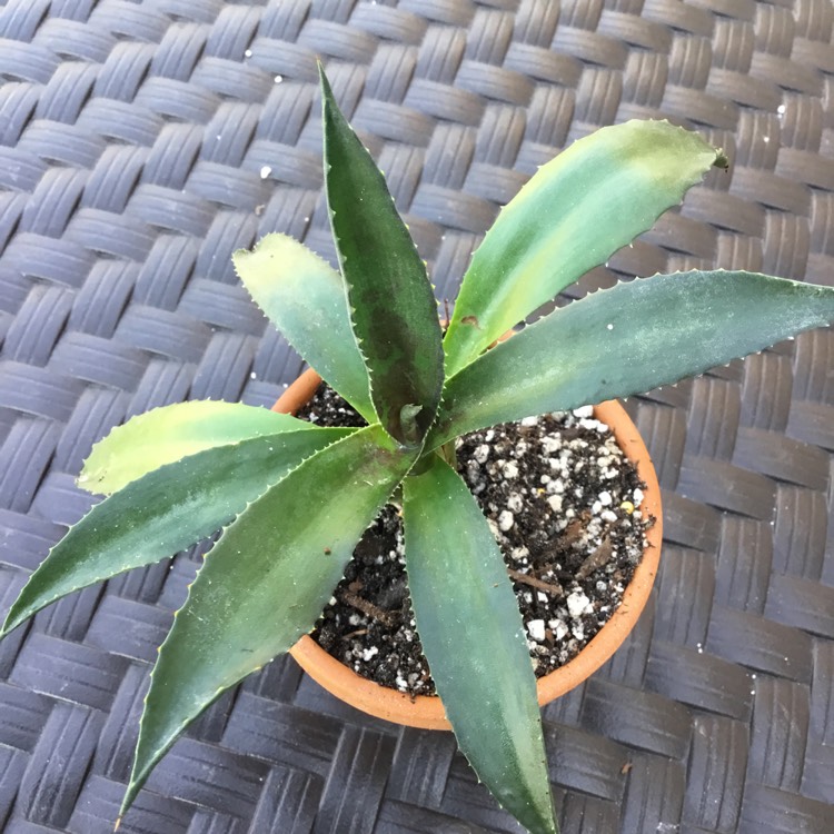 plant image 1679593
