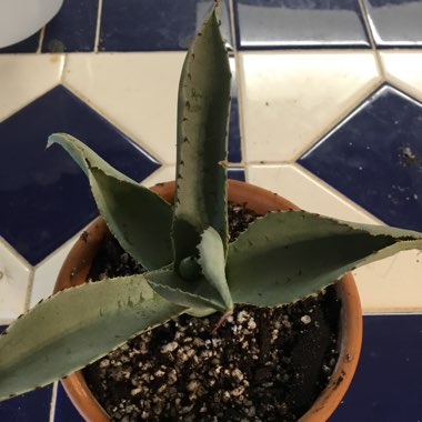 Agave Pygmae