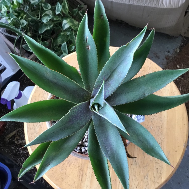 plant image 1682143 plant image 1682143