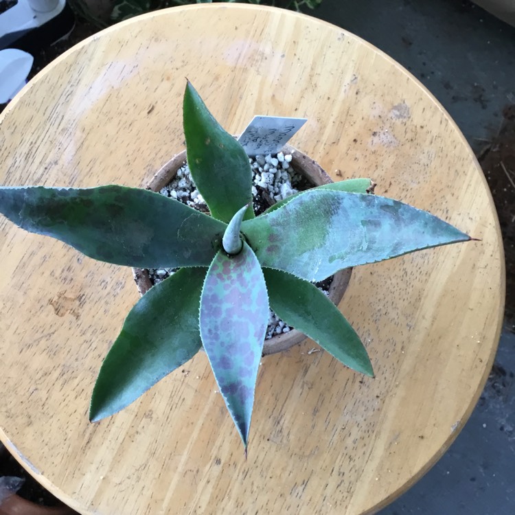 plant image 1682152 plant image 1682152