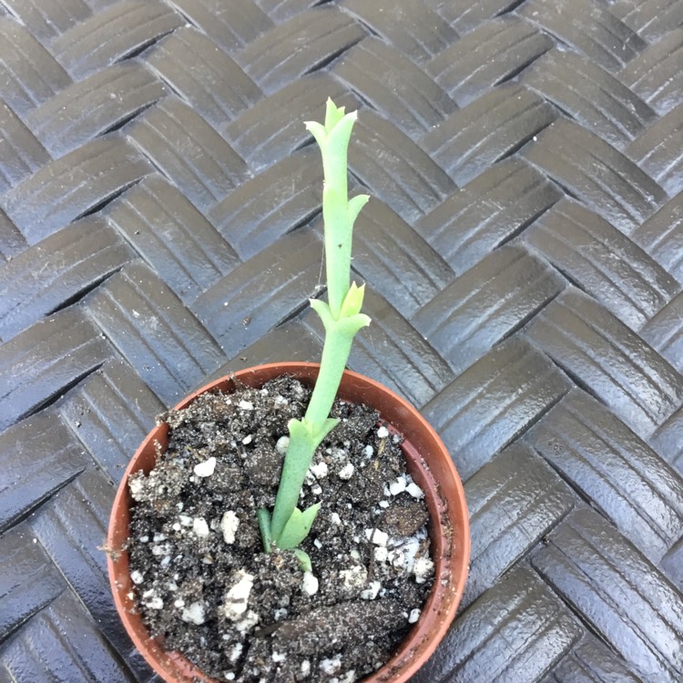 plant image 1683141