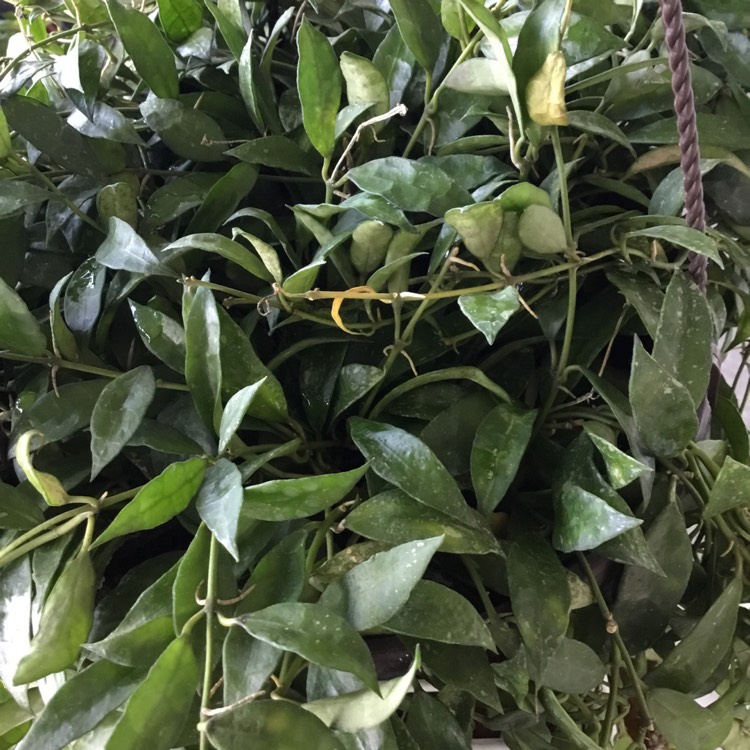 plant image 1686610