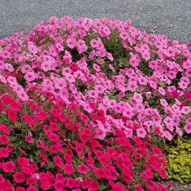 Connie's garden