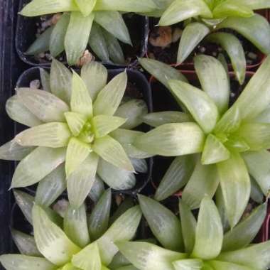 Haworthia Cuspidata Variagated Form