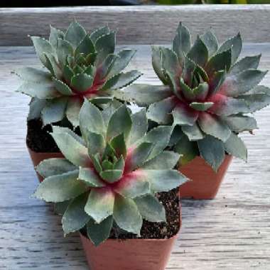 Sempervivum