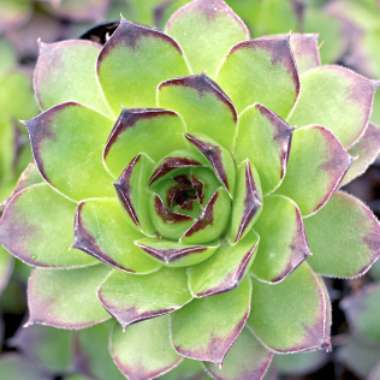 Sempervivum 'Tectorum'