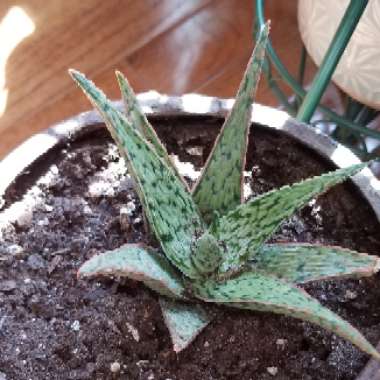 Aloe 'Pink Blush'
