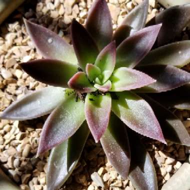 Echeveria 'Agavoides Romeo'