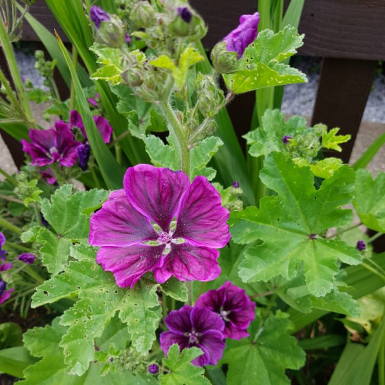 Plant image Malva Sylvestris 'Magic Hollyhock'