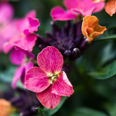 Louisa's garden