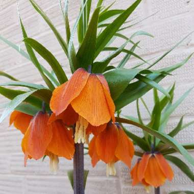 Crown Imperial