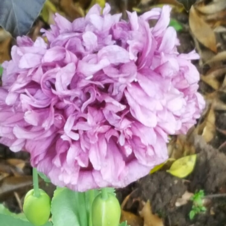 Plant image Papaver somniferum 'Double Lilac'