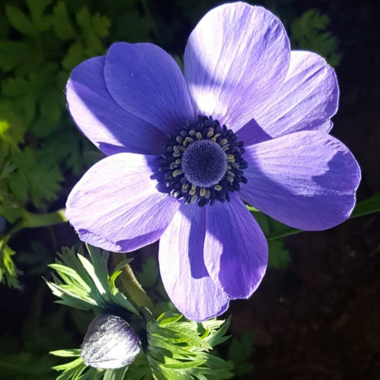 Plant image Anemone coronaria de caen 'Mr Fokker'