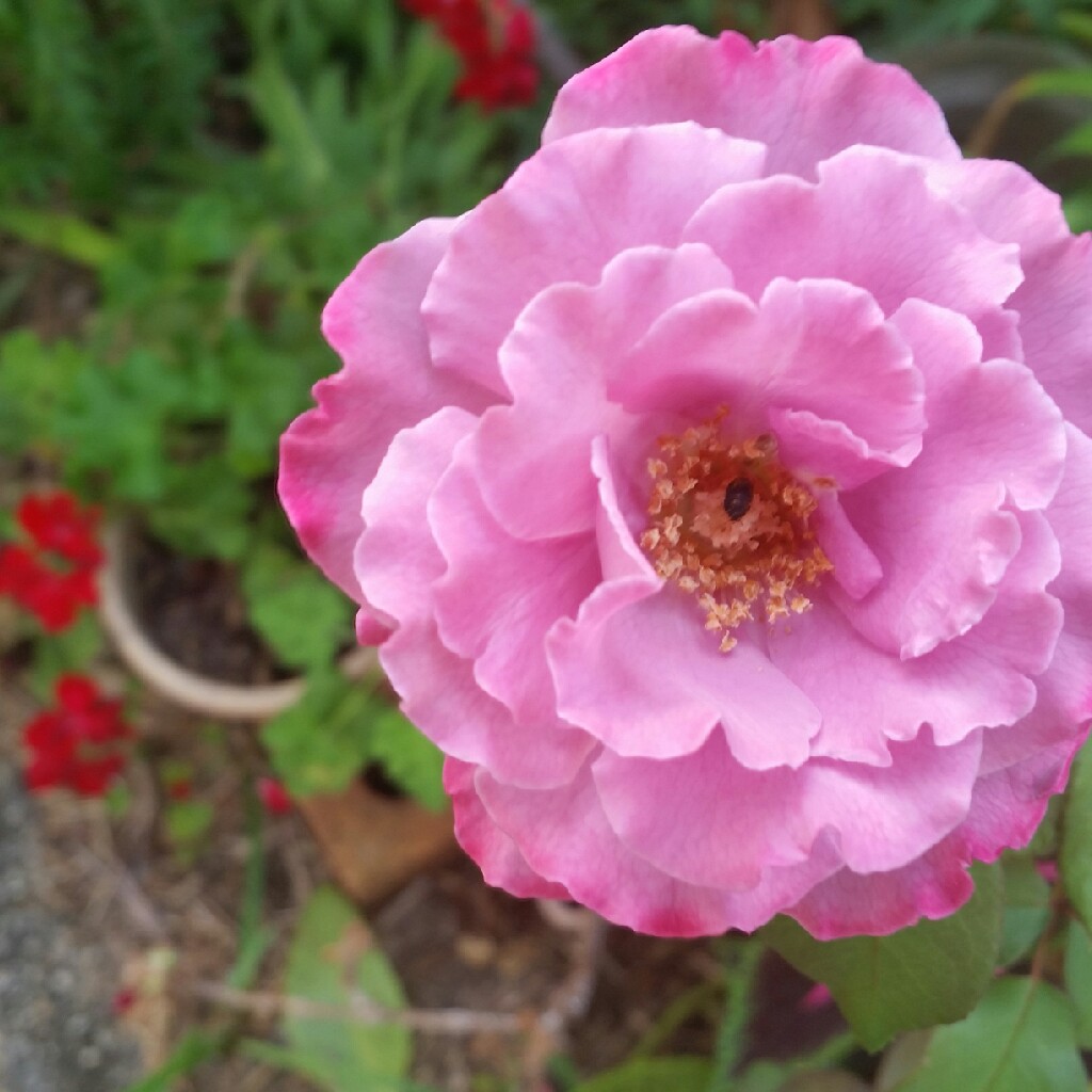Plant image Rosa 'Angel Face'