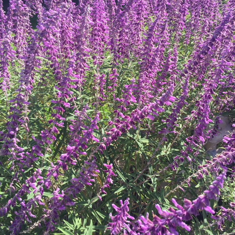 Plant image Salvia leucantha 'Santa Barbara'