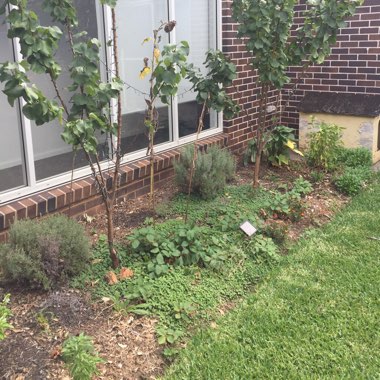 Grant's garden
