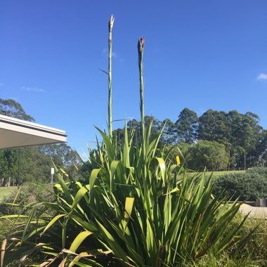 Gymea Lily