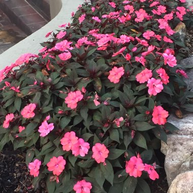 New Guinea Impatiens