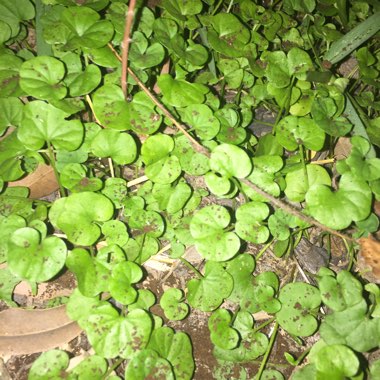 Grant's garden