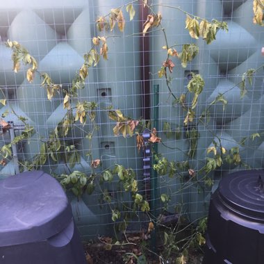 Grant's garden
