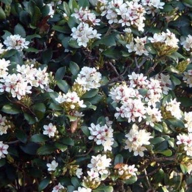 Indian Hawthorn
