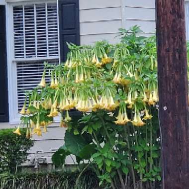 Brugmansia