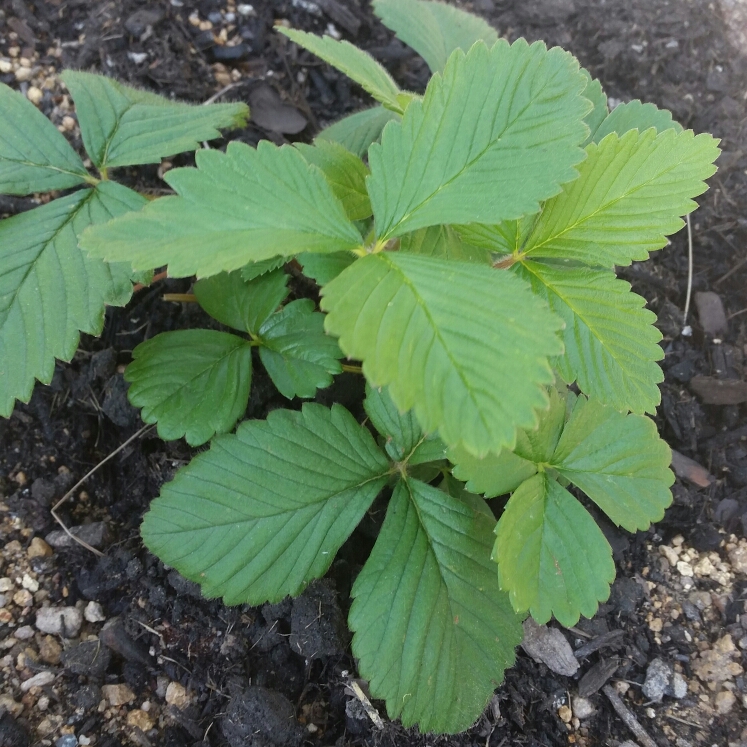 Plant image Fragaria moschata