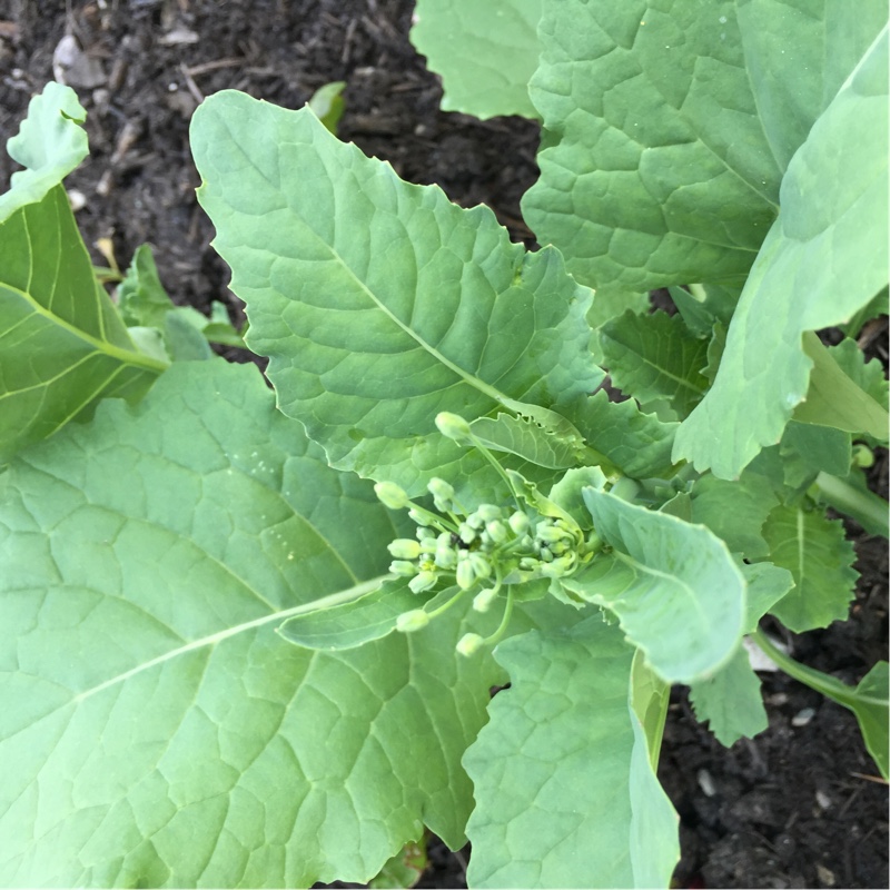 Plant image Brassica oleracea (Italica Group) 'Green Inspiration'