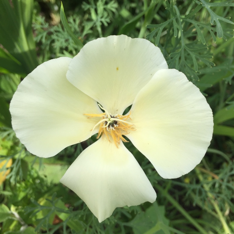 Plant image Eschscholzia californica 'Alba'
