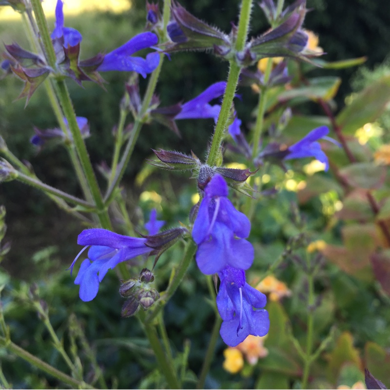 plant image 152345