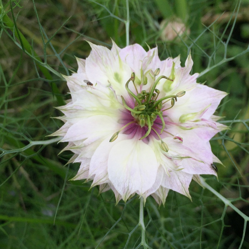 Plant image Nigella damascena 'Persian Jewels'