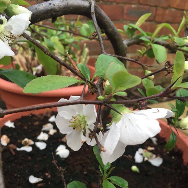 Plant image Chaenomeles speciosa 'Nivalis'