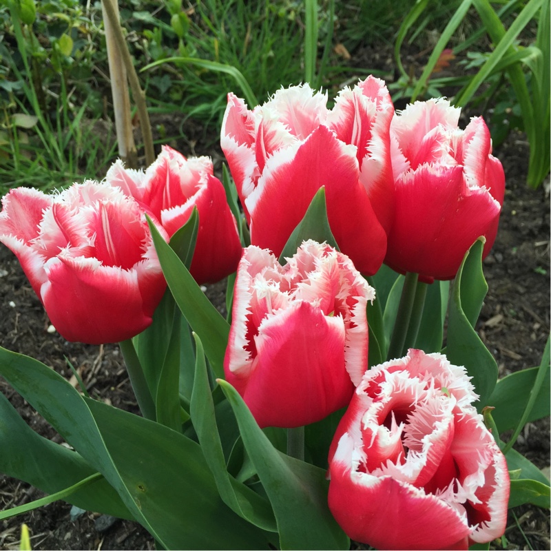 Plant image Tulipa 'Brest'
