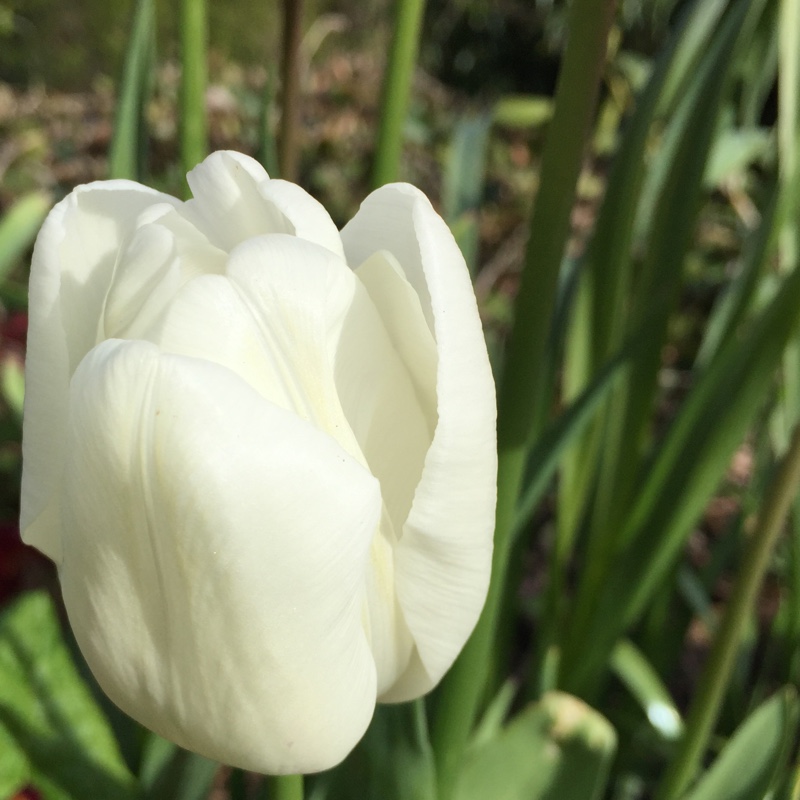 Plant image Tulipa 'White Dream'